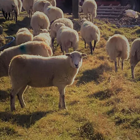 High Greenside Panzió